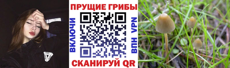 Галлюциногенные грибы ЛСД  darknet какой сайт  Чегем  дарнет шоп  кракен рабочий сайт 